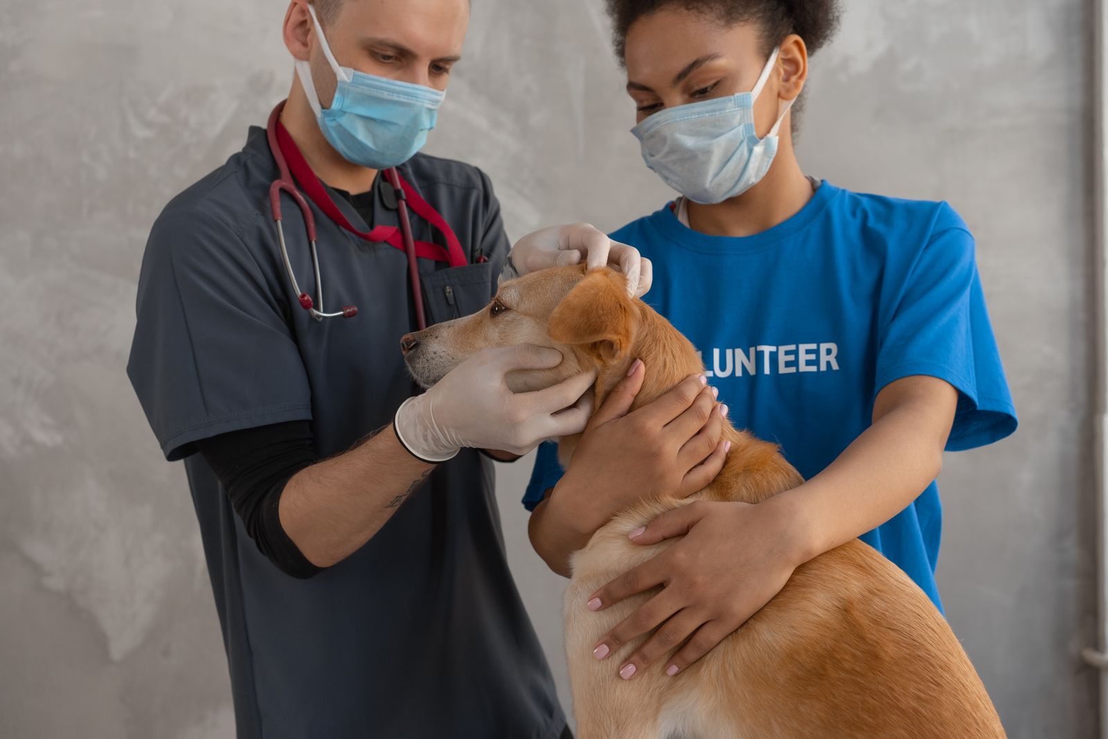 Dierenarts onderzoekt een hond
