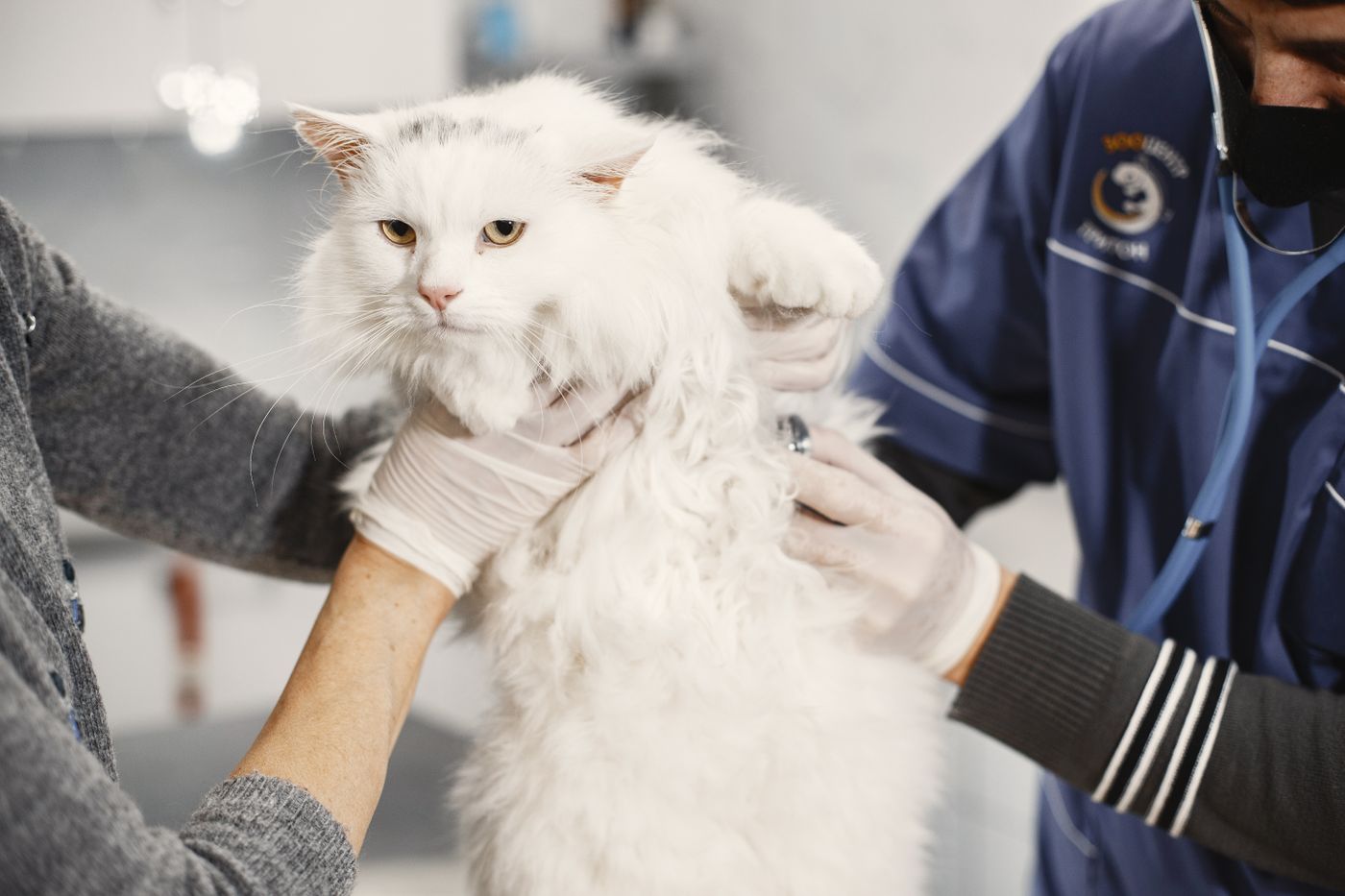 Kat wordt onderzocht door een dierenarts