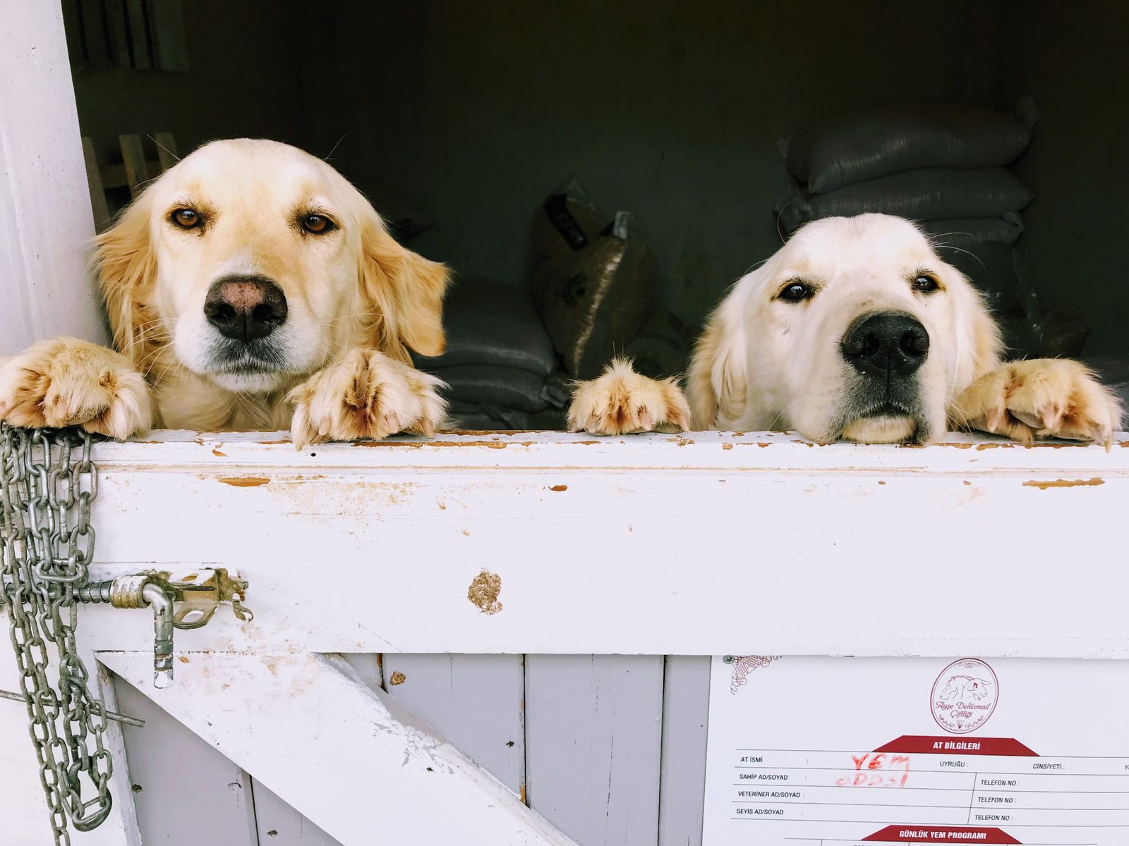 Honden in een professionele dierenopvang